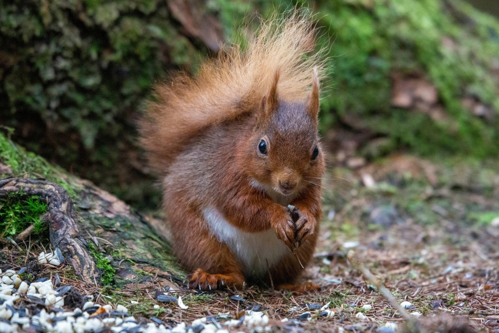 George Rist - Red Squirrel, Rewilding Britain